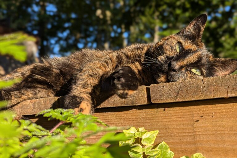 Lire la suite à propos de l’article Vous habitez chez votre chat !