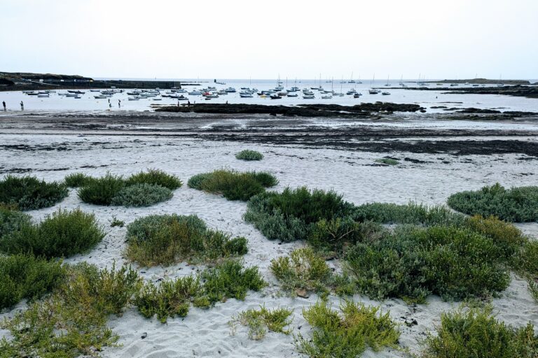 Plage bretonne à marée basse avec végétation et bateaux au loin, symbole du rythme naturel des marées.