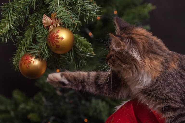 Chat tigré tendant la patte pour toucher des boules de Noël dorées suspendues à un sapin.