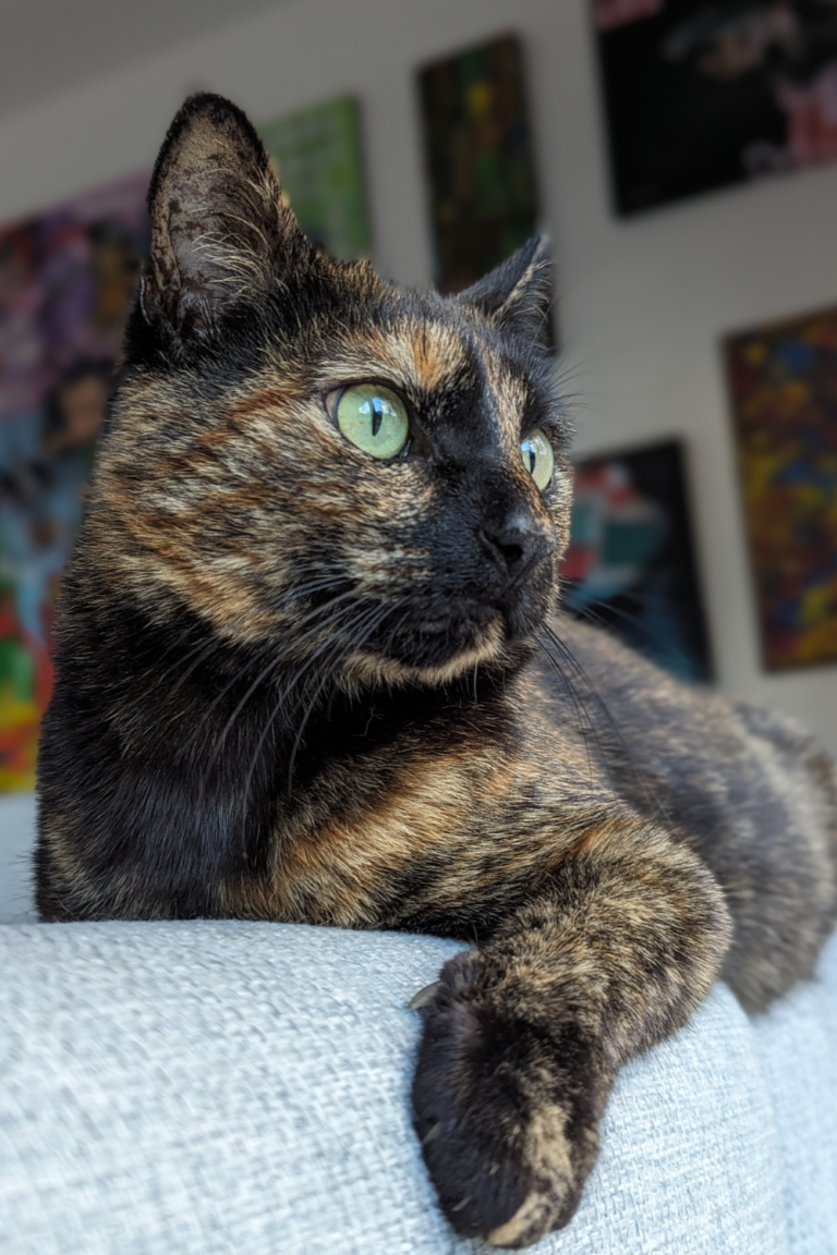 Chat installé confortablement dans un intérieur lumineux illustrant le bien-être et la qualité de vie dans le logement